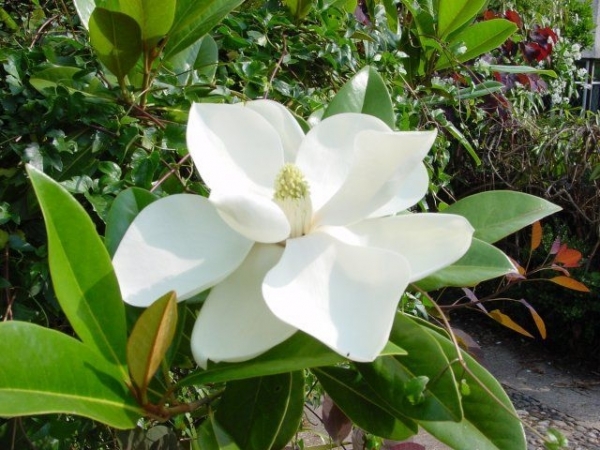Immergrüne Magnolie (Großblütige Magnolie) Purpan