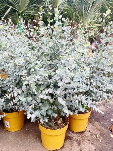 Eucalyptus (Blaugummibaum) Azura