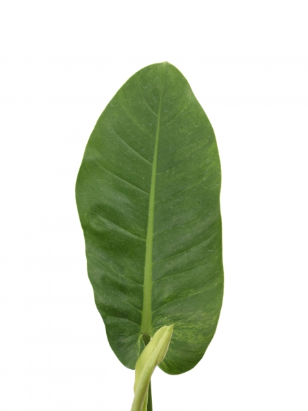 Steckling Philodendron Imperial green varigata