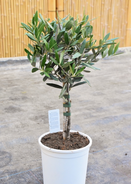 Olivenbaum (Olea europaea) Ministamm
