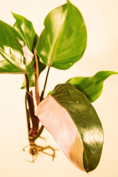 Steckling Philodendron pink princess