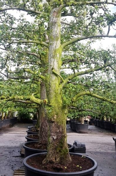 Birne (Alter Plantagenbaum)