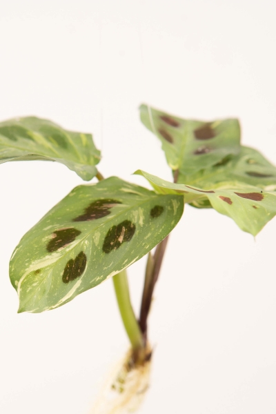 Steckling Marante kerchoveana variegata (Rarität)