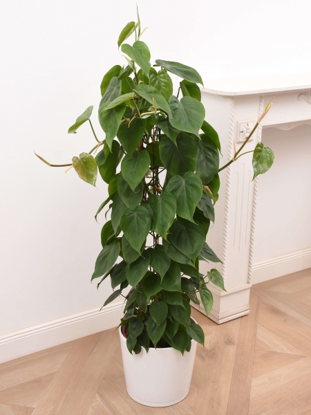 Philodendron Scandens am Drahtgestell