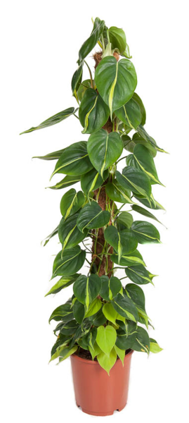 Philodendron scandens brasil (am Moosstab)