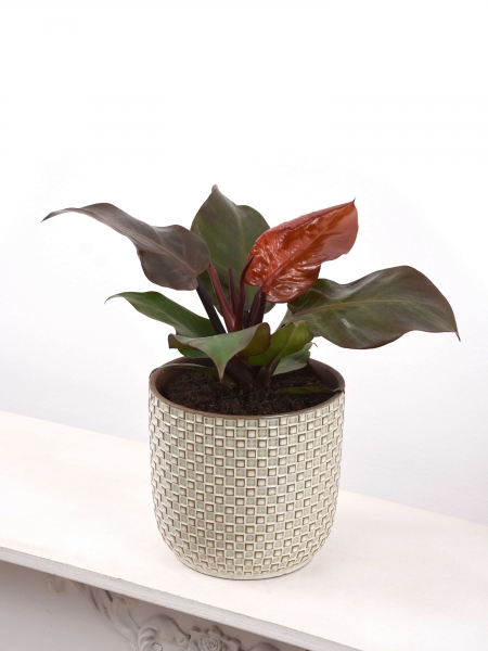 Philodendron Red Prince