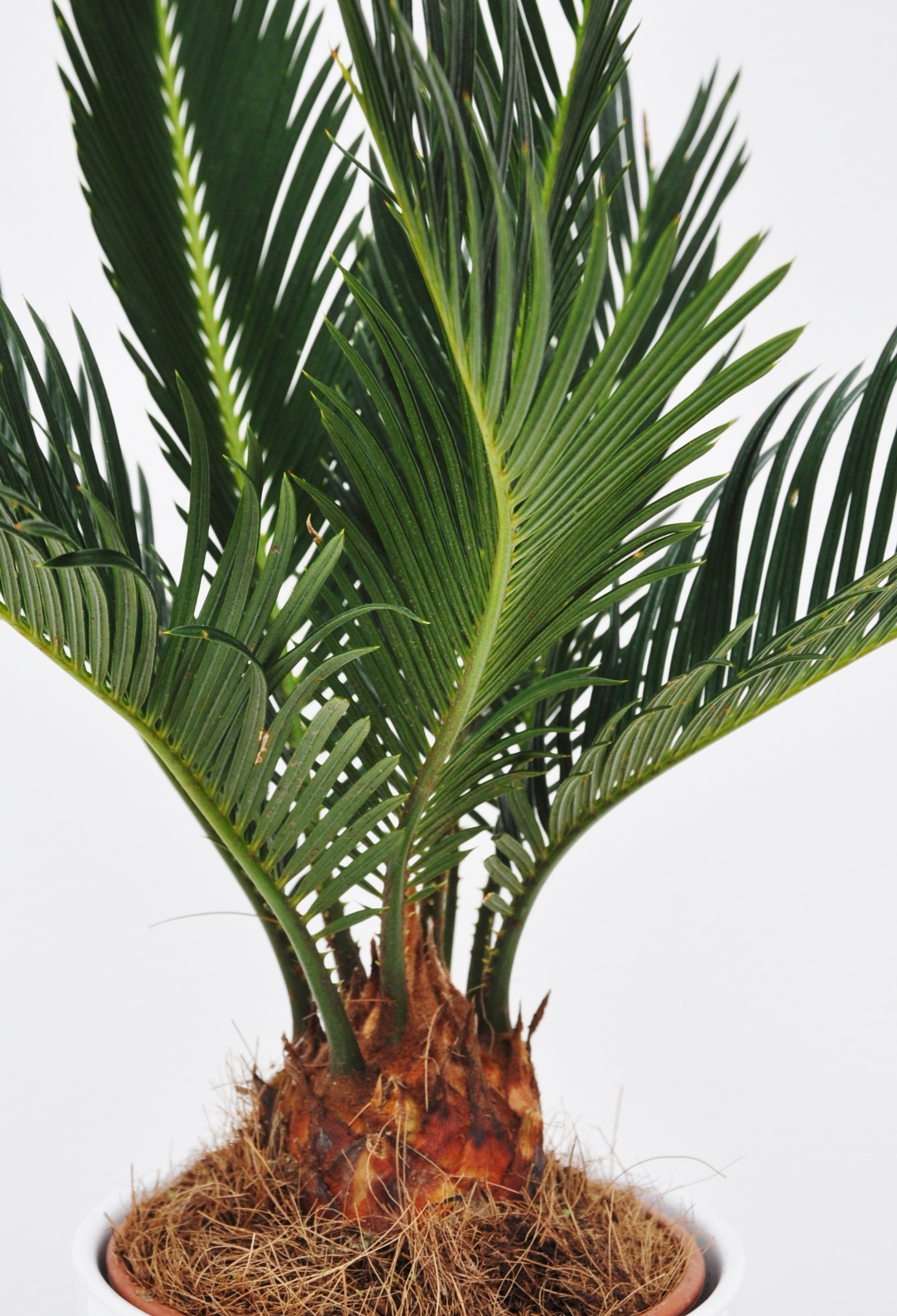 Kogelpalme Cycas revoluta winterhart Palmfarn Palme Sagopalmfarn ca 55-65 cm 