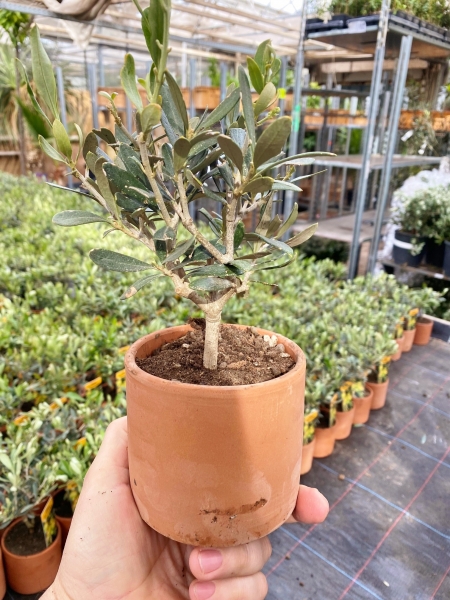 Olivenbaum aus Italien im Terracotta-Topf
