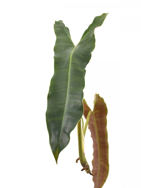 Steckling Philodendron atabapoense