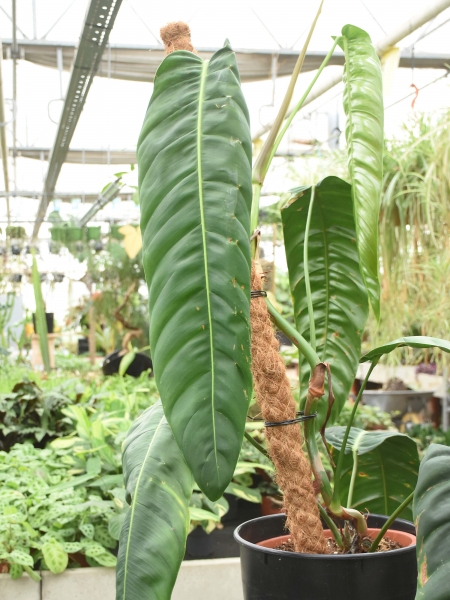 Philodendron patriciae XL