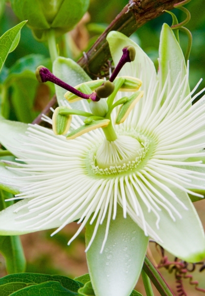 Kletterpflanze mit weißer Blüte Passiflora riversideSnow Queen Winterhart Topf-Ø 14cm 2er Set Passionsblume Höhe 65-75cm 