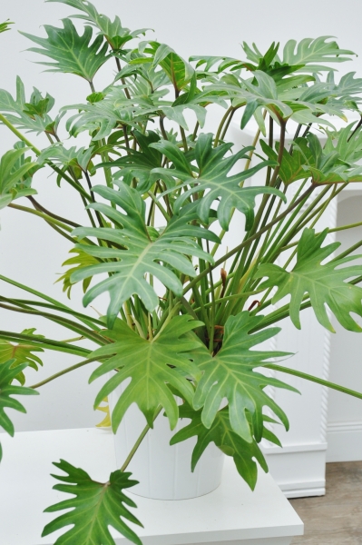 Philodendron xantal