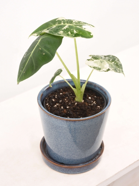 Mini Alocasia Frydek variegata