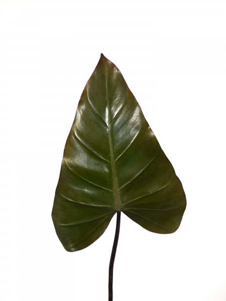 Steckling Philodendron Dark Lord