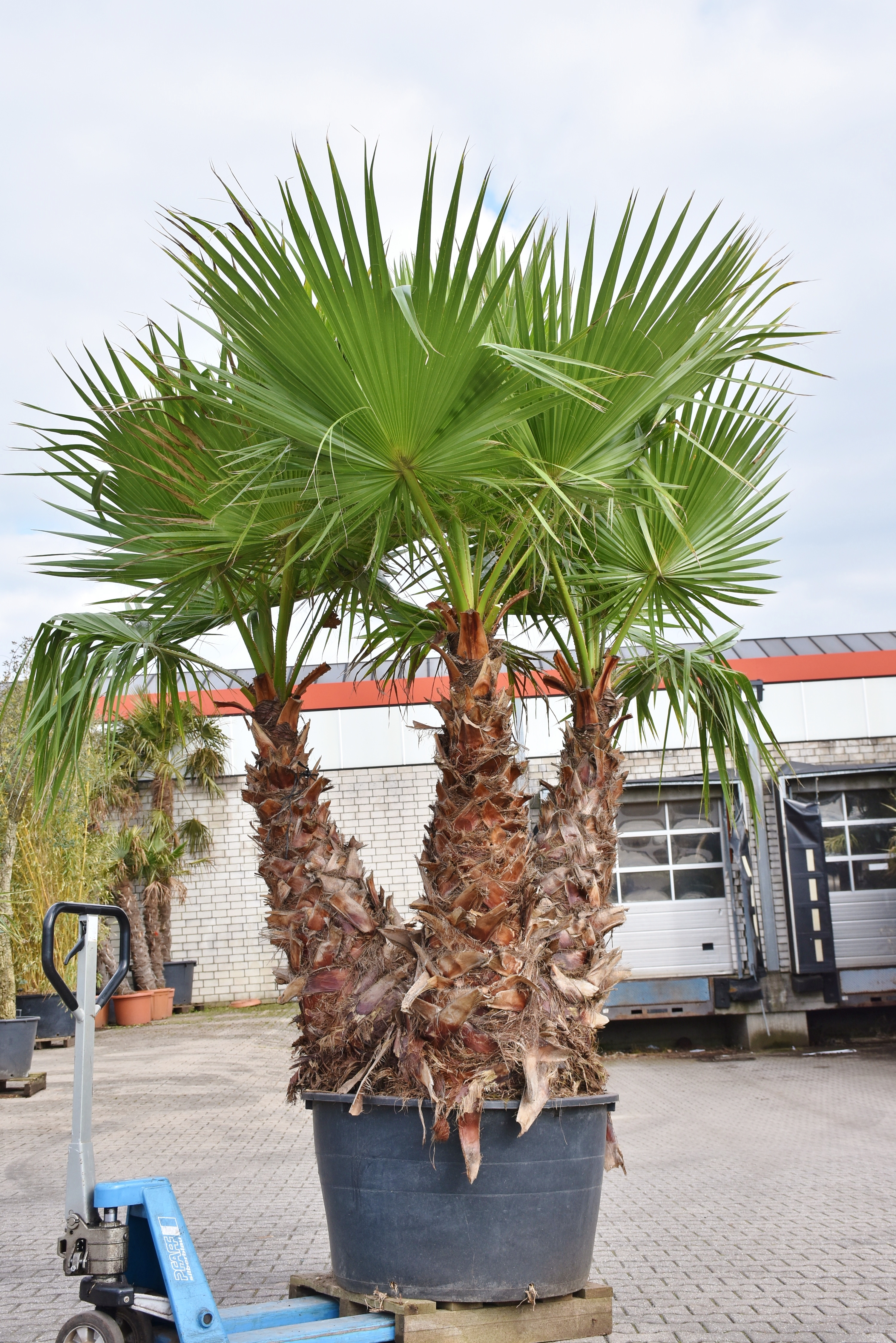 Washingtonia Palmen große besondere Geschenke zum kleinen Preis für Weihnachten 