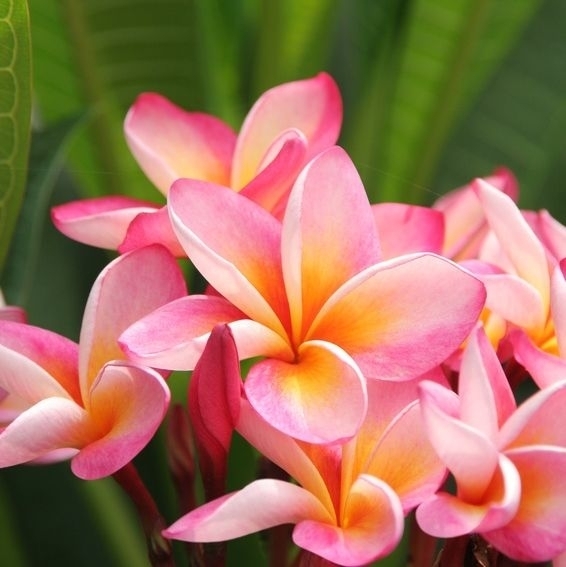 Tempelbaum (Frangipani) &#039;Hawaiian Opal Pink&#039;