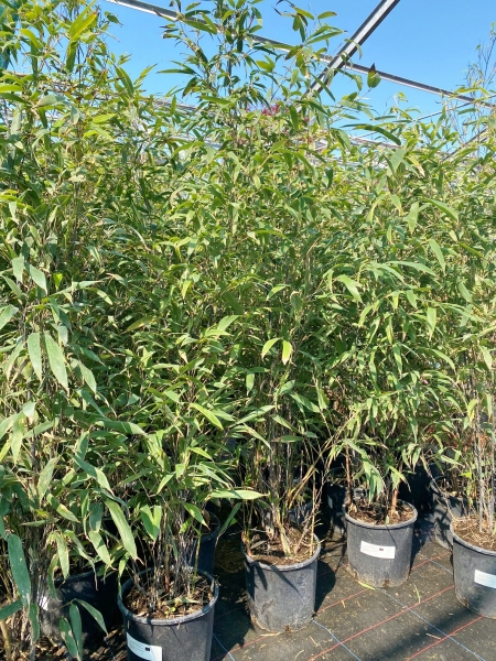 Bambus - Phyllostachys nigra