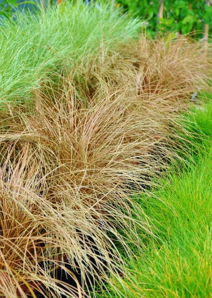 Neuseeland-Segge (Carex) Bronze Form