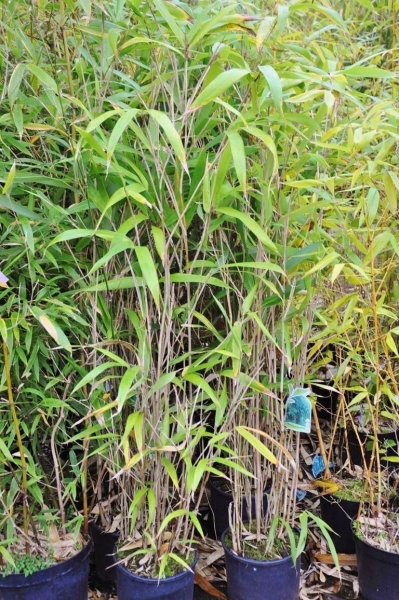 Bambus Metake