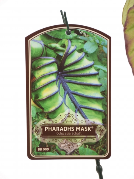Mini Colocasia Pharaoh&#039;s Mask