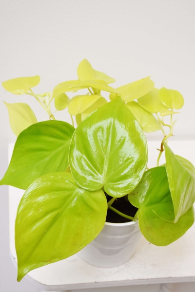 Philodendron scandens lime