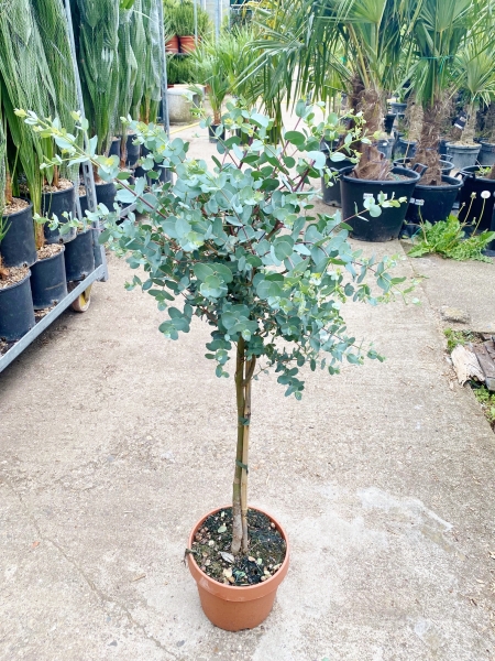 Eukalyptus (Blaugummibaum) Stämmchen