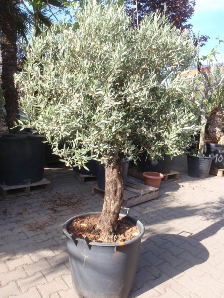 Olivenbaum als Kugel