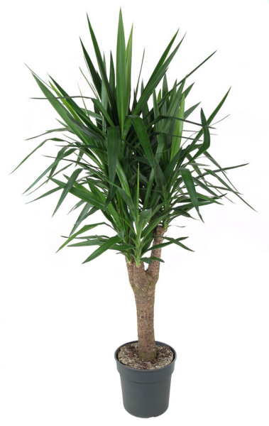 Yuccapalme (Riesen-Palmlilie)