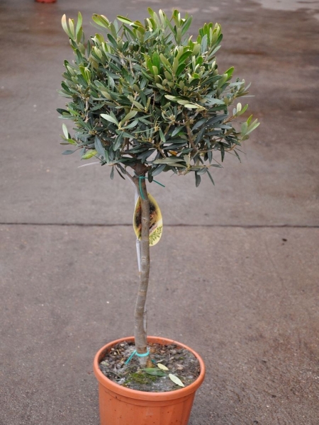 Olivenbaum (Halbstamm)