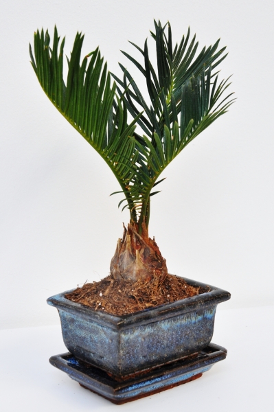 Palmfarn (Sago-Palme) mit Keramik-Topf