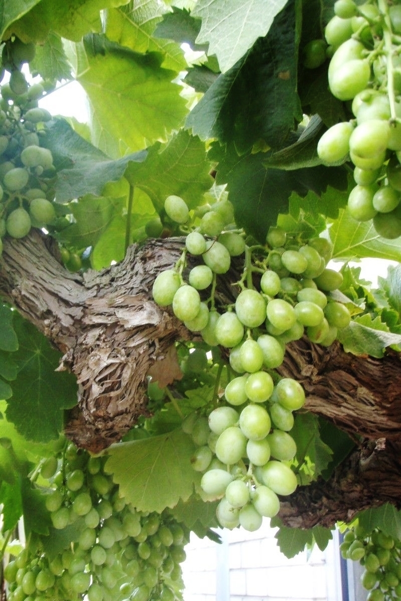 Vitis vinifera Moscatel weiße Tafeltraube 80-100cm Weinrebe Weintraube