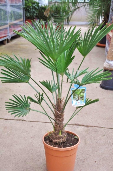 Trachycarpus wagnerianus 60-80cm 5,7Ltr. Palmen SET Winterharte Hanfpalme 