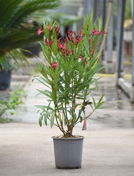 Oleander Margaritha (besonders Frostverträglich)