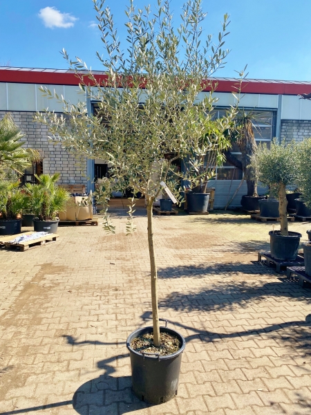 Olivenbaum (Leccino) bis -20°C frostverträglich