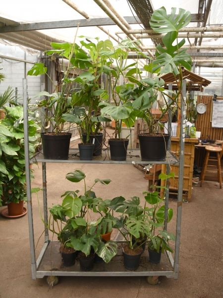 Monstera variegata (15 Pflanzen, Wagen 2) - Restposten