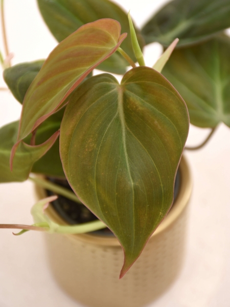 Mini Philodendron Micans