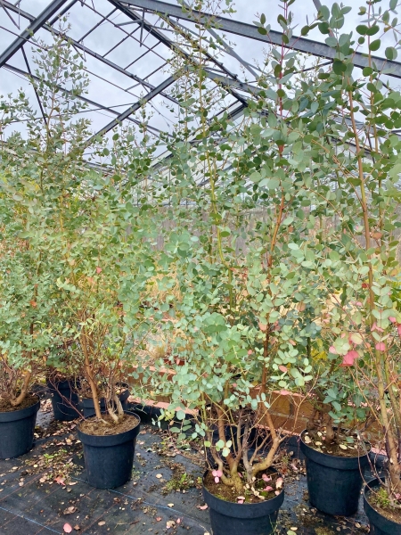 Eucalyptus (Blaugummibaum) - RESTPOSTEN