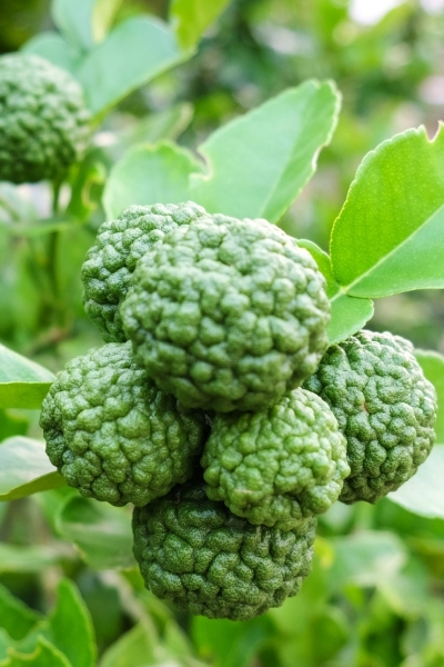 Limettenbaum (Kaffir-Limette)