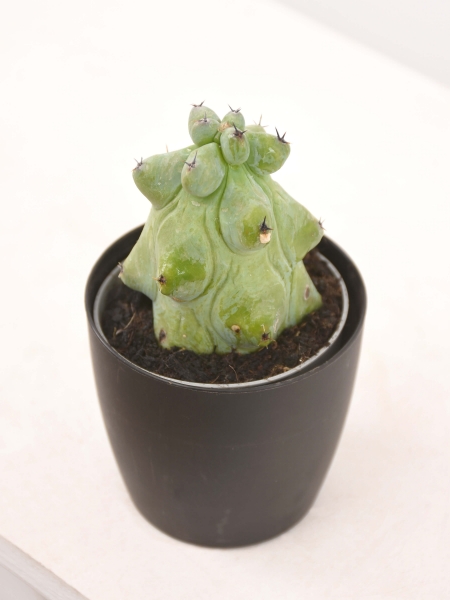 Mini Myrtillocactus geometrizans cv. Fukurokuryuzinboku (Booby-Kaktus)