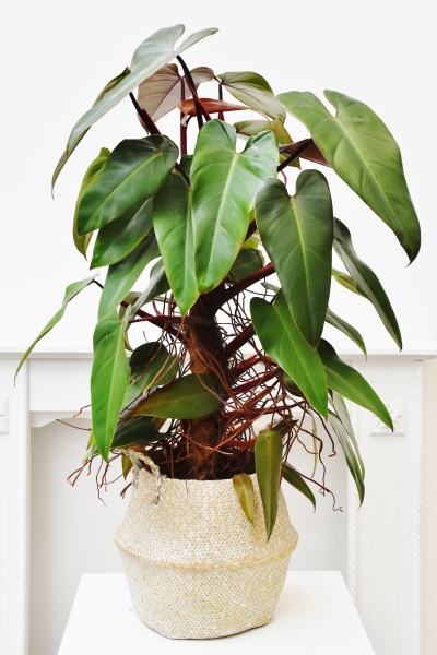 Philodendron Mandaianum