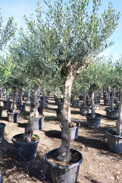 Olivenbaum (Hojiblanca) frosthart