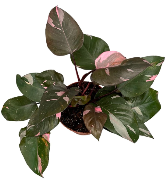 Philodendron Pink Princess 17cm