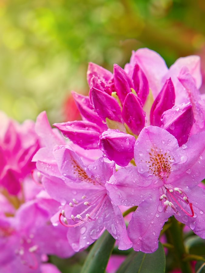 Blog_Rhododendron