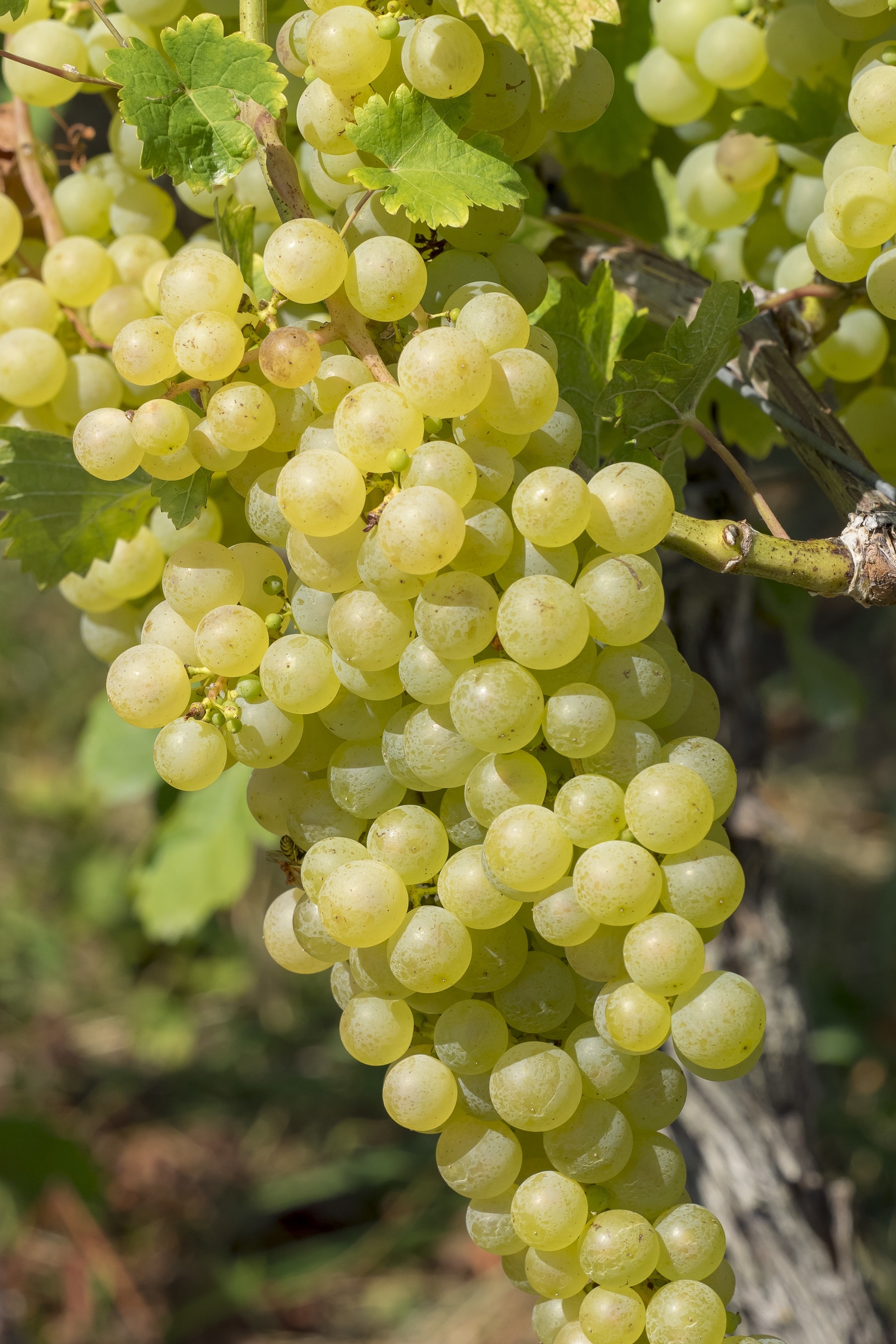 Vitis vinifera Moscatel weiße Tafeltraube 80-100cm Weinrebe Weintraube
