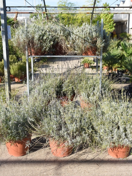 Pflanzenmix Lavendel XL - 9 Pflanzen