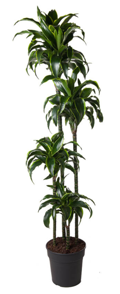 Drachenbaum - Dracaena Dorado