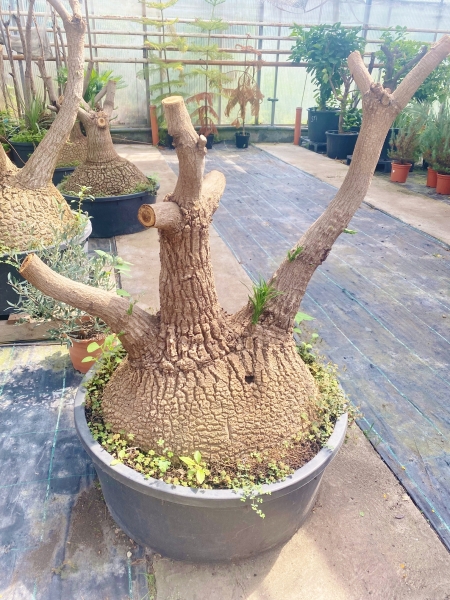 Elefantenfuß (Flaschenbaum) Nolina 80 Jahre