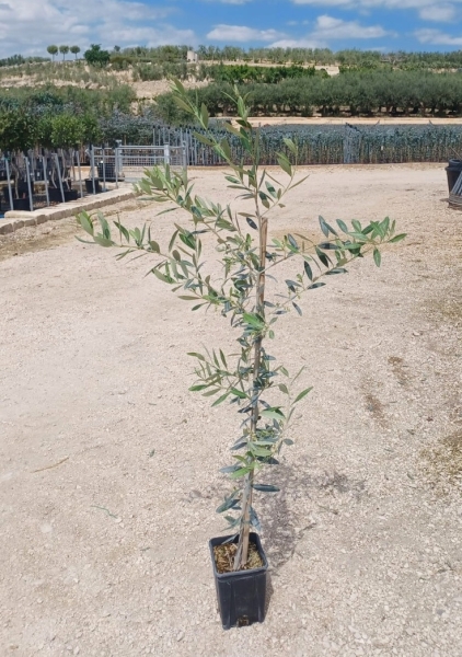 Olivenbaum (Leccino) bis -20°C frostverträglich
