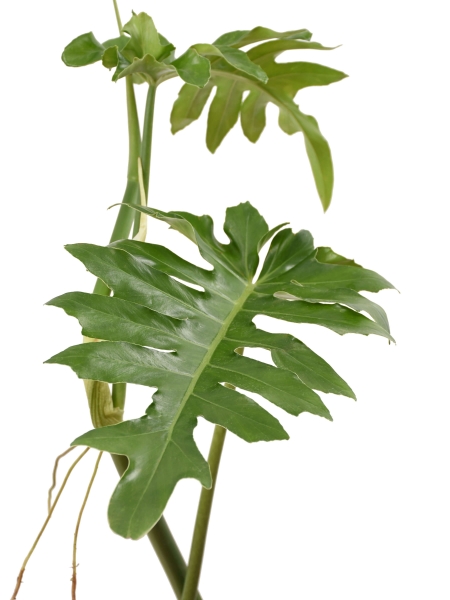Steckling Philodendron Bob Cee