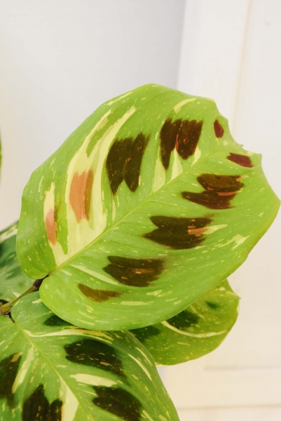 Marante kerchoveana variegata
